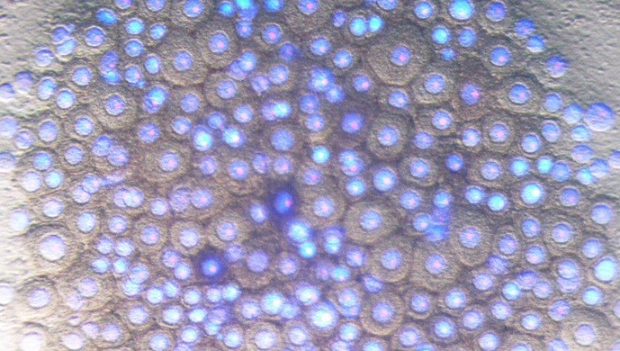 卵子をかたち作る遺伝子群を同定 | 研究成果 | 九州大学（KYUSHU